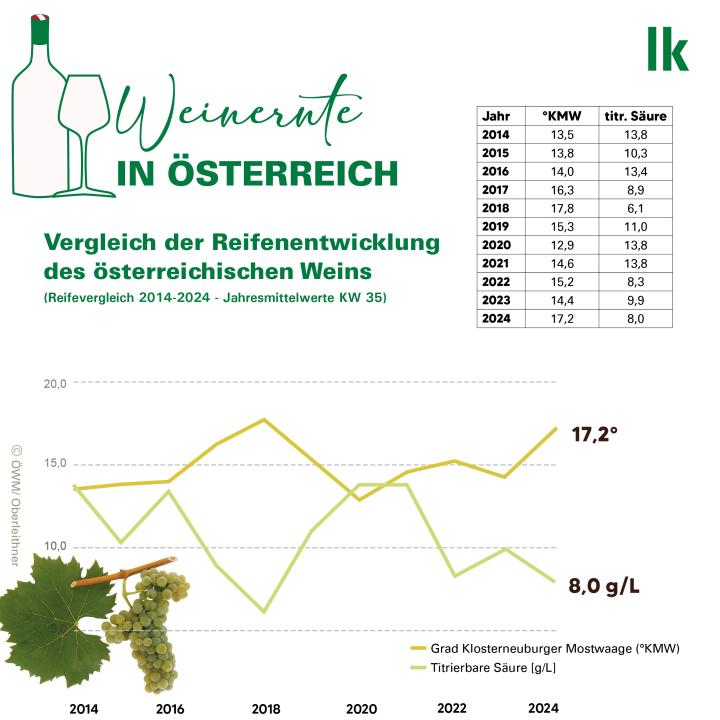 Weinernte in Österreich